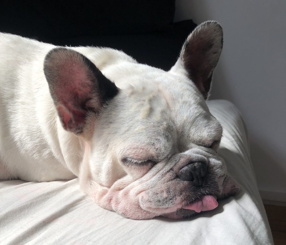 Foto de perro 1